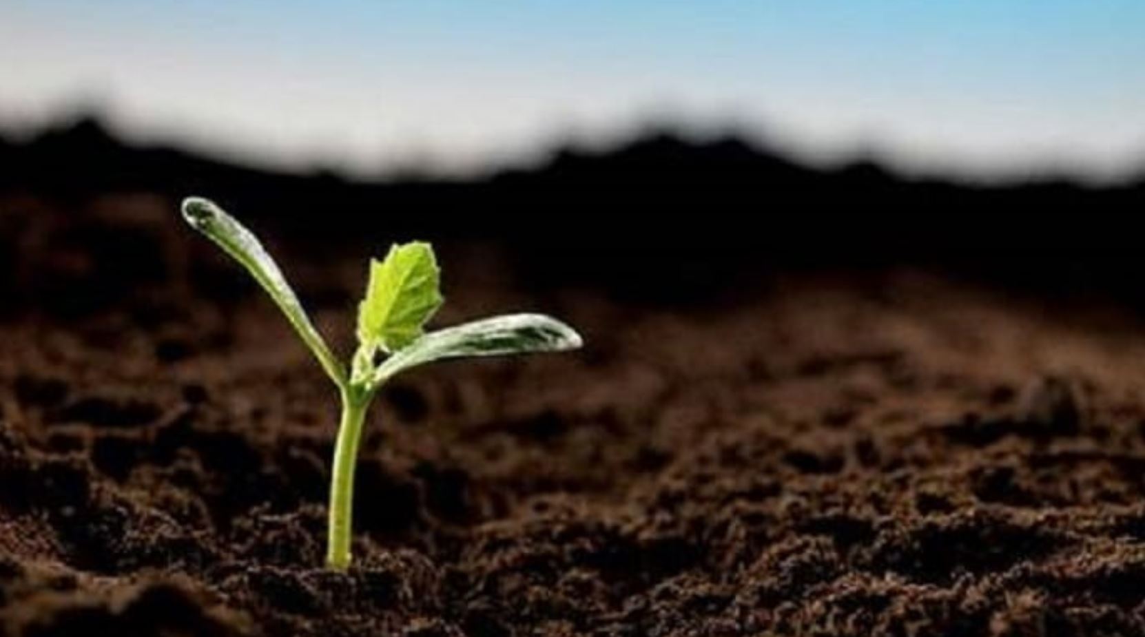 C&acirc;y phong thủy hợp với mệnh thổ